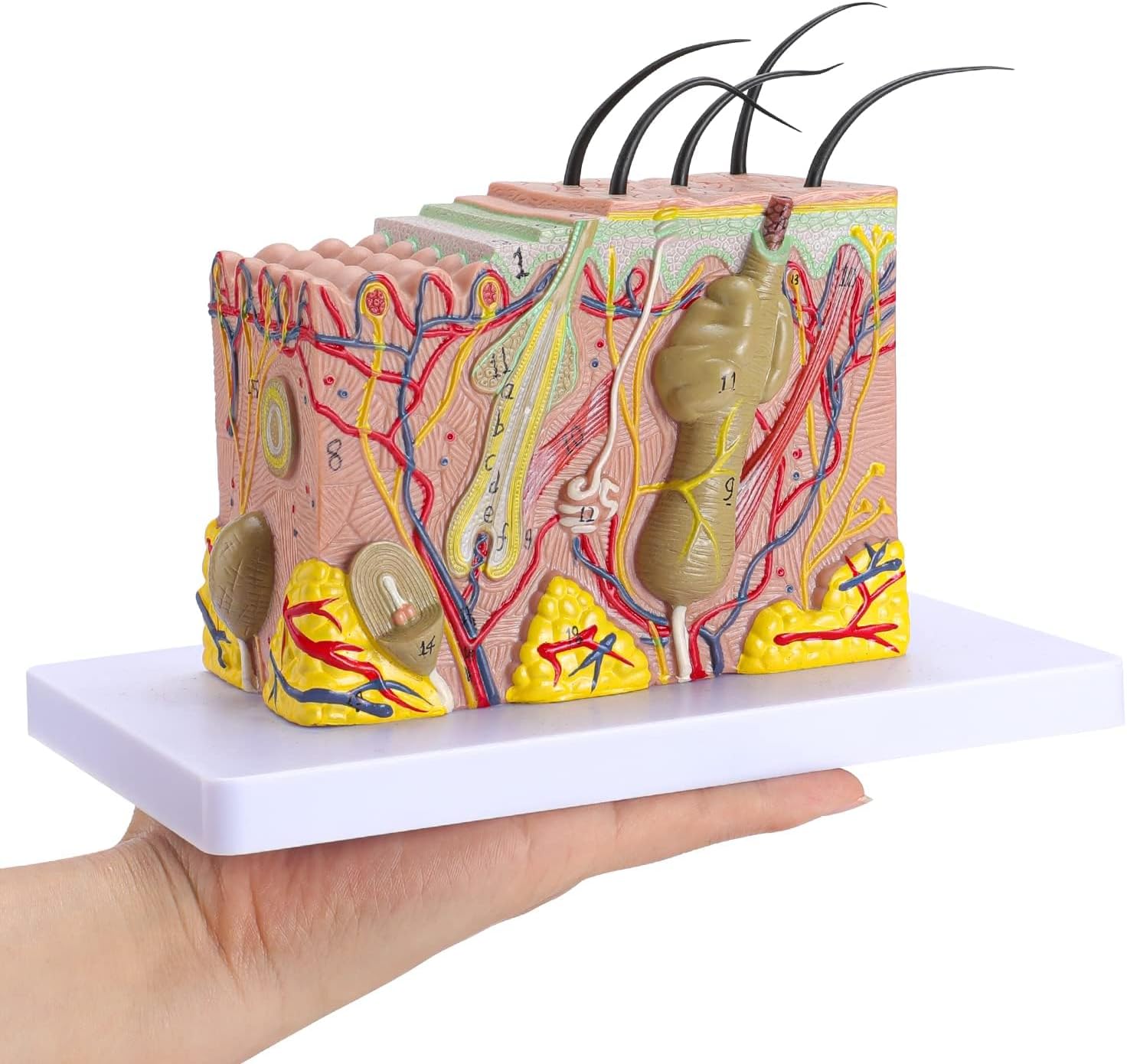 - ✮ Human Skin Anatomical Model (Made in USA) ✮ Enlarged 70x ✮ Premium Quality | Deepen Your Knowledge of Human Skin with This Imported Skin Model