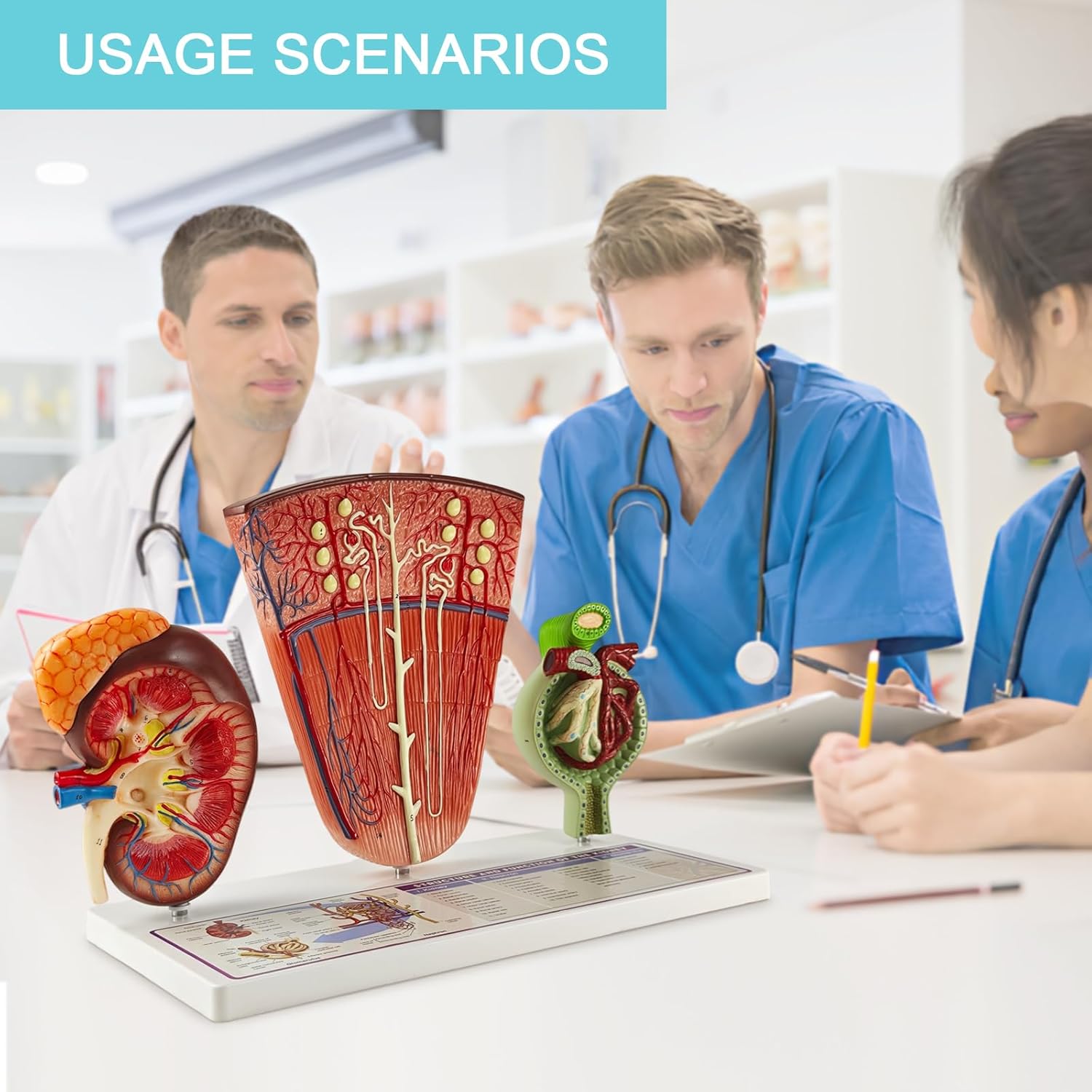 EVOTECH SCIENTIFIC 3-Part Human Kidney Model with Nephron and Glomerulus – Anatomical Renal Structure Model on Base – Medical Teaching Aid for Biology and Nursing Education