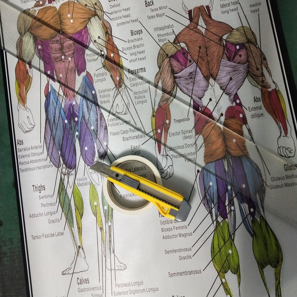 GatherTOOL 1PC Muscular System Anatomical Poster Muscle Anatomy Chart Anatomical Chart Human Body Educational for Human Anatomy Poster (Color : English Edition, Size : 30x45cm No Frame)