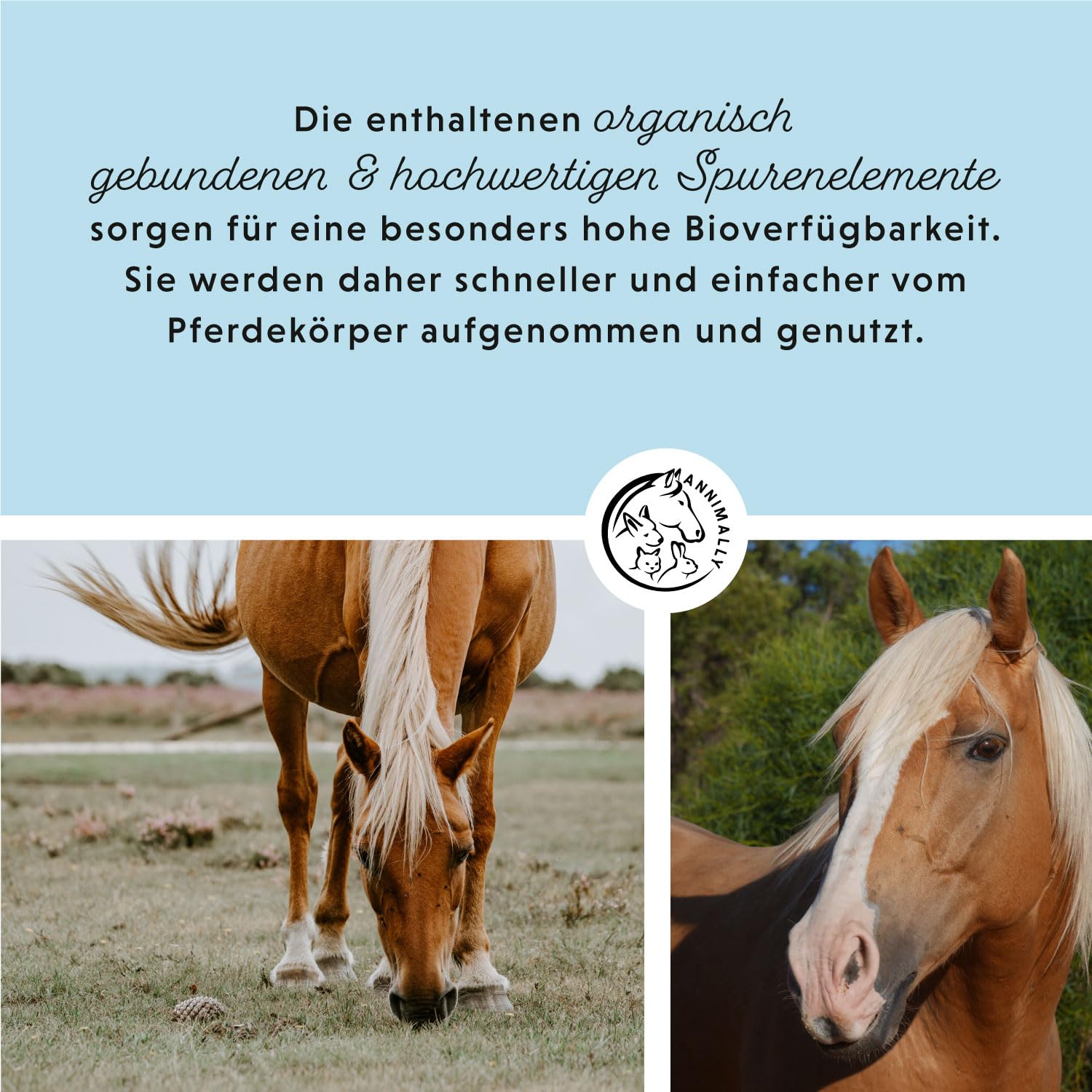 Mineralfutter Pferde organisch getreidefrei 3 kg - getreidefreies Ergänzungs Pferdefutter mit Vitaminen, Mineralstoffen und Spurenelementen, wie Zink, Selen, Omega 3 und Jod (3 kg Eimer)