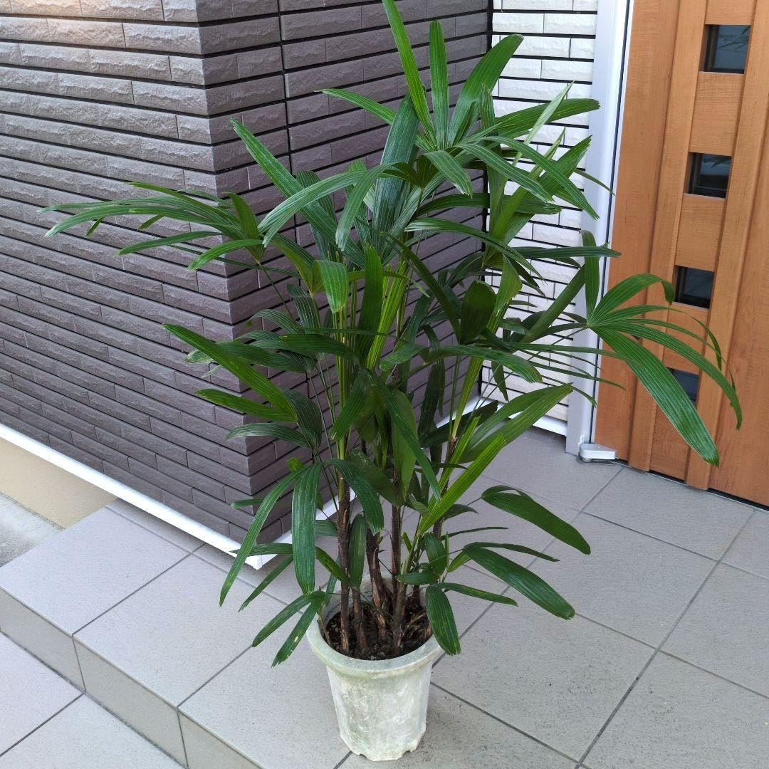 Amazon｜観葉植物 観音竹 カンノンチク 8号鉢 開運招福 縁起｜観葉