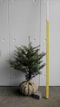 71F4n5Hf0rL._AC_UF350,