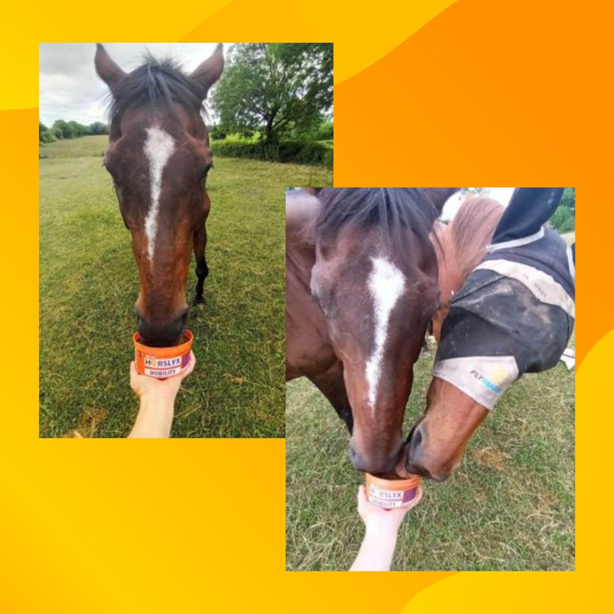Horslyx Mini Horlsyx Mobility 650 g Licks Vitamines et récompenses pour chevaux