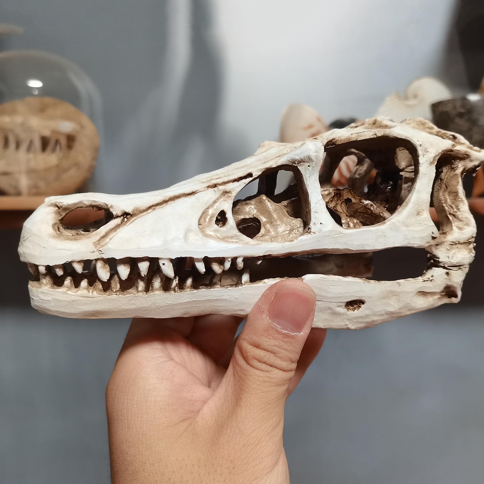 Realistisches Dinosaurier-Schädel-Velociraptor-Skelettmodell für Dinosaurier-Fossil-Dekoration,Braun,17cm