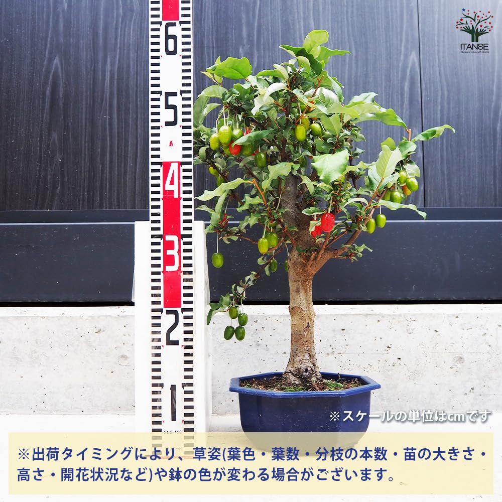 Amazon.co.jp: ITANSE ビックリグミ 和鉢 7号 1個売り 品種で