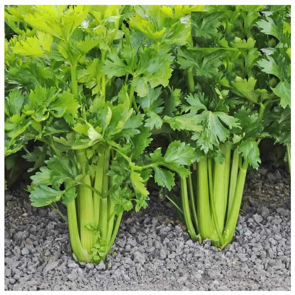 Willvine Celery Stick Plant-VISHVA-5F-image-40