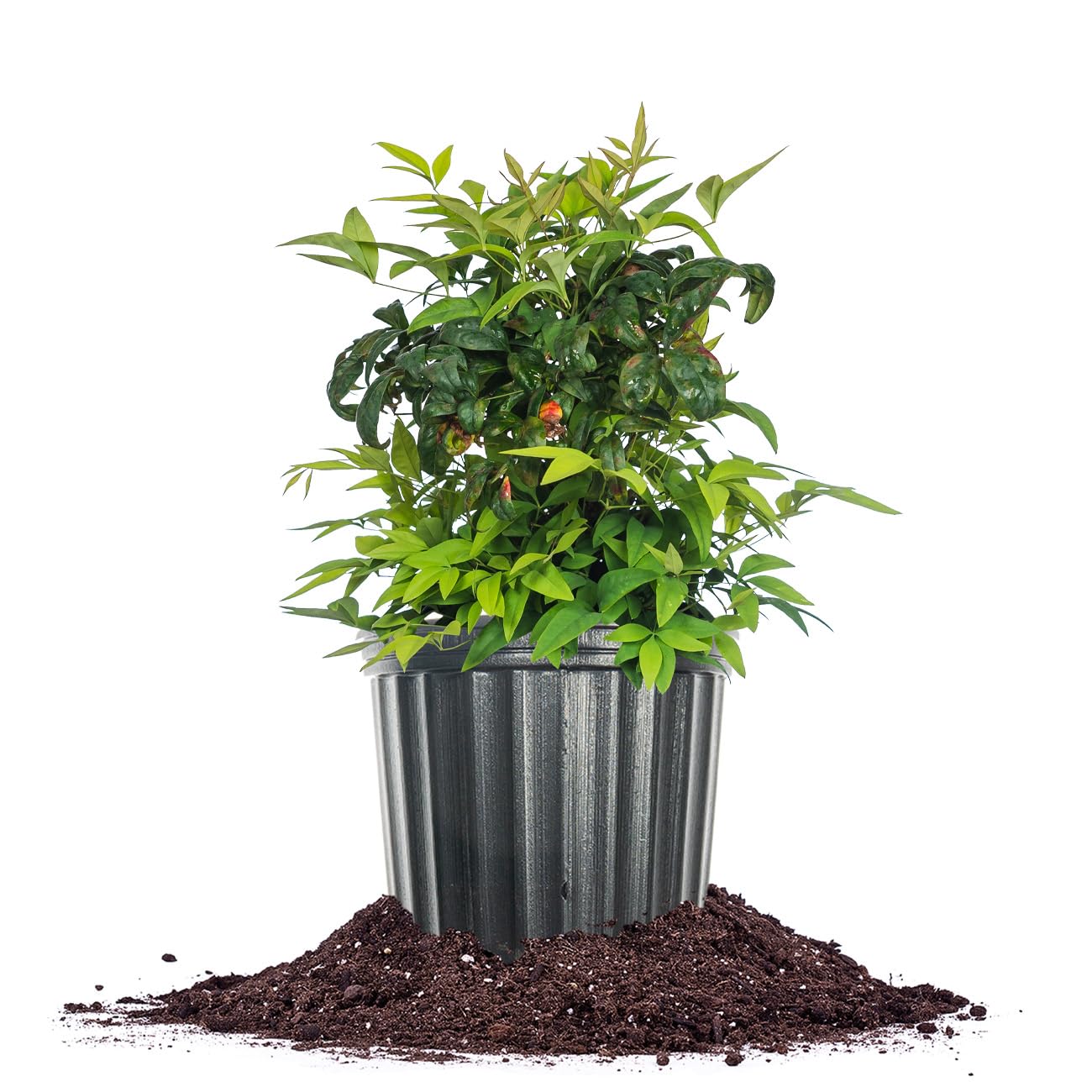 Firepower Nandina