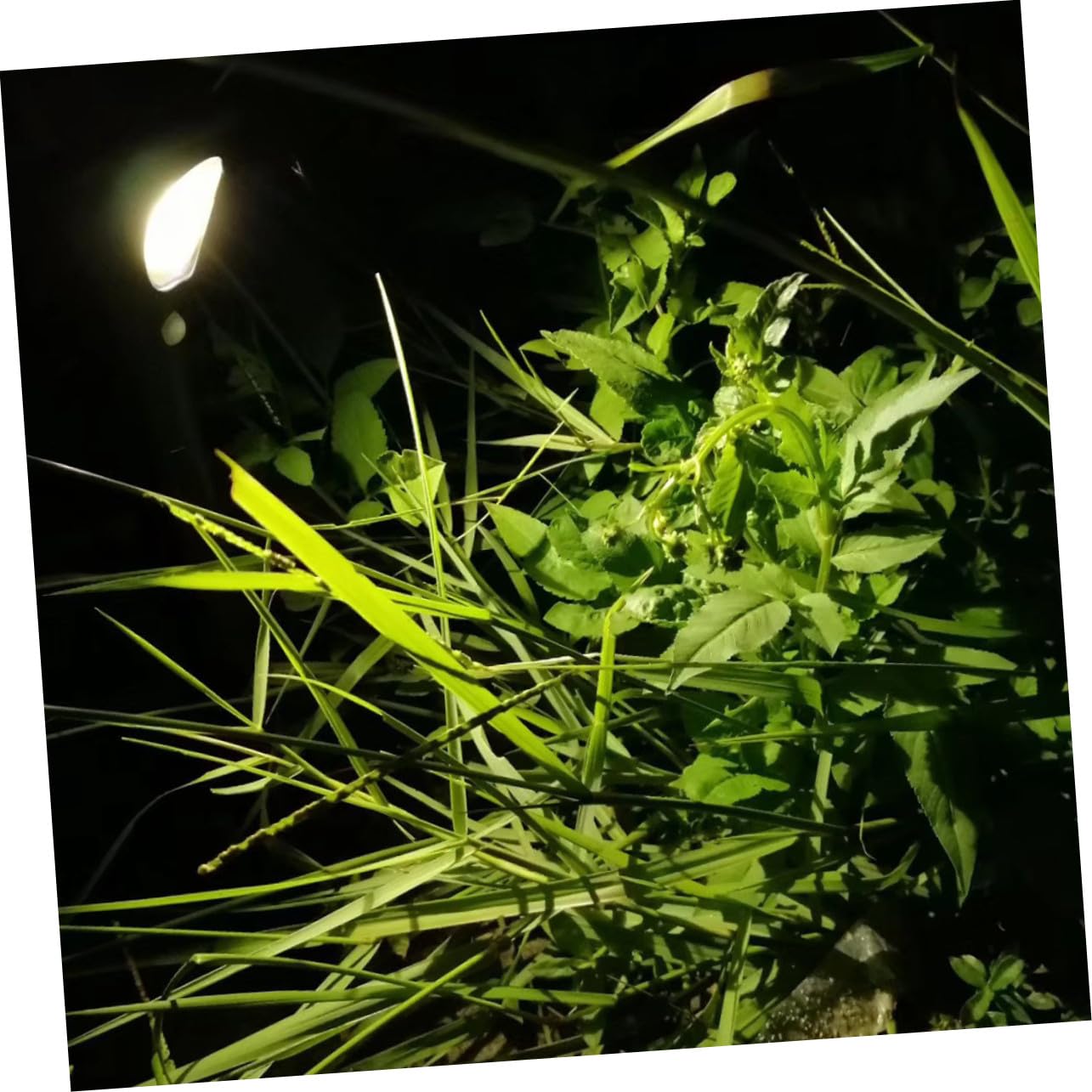 Luci da terra a LED a energia solare, confezione da 2, per esterni, illuminazione per vialetti, impermeabili, a risparmio energetico, illuminazione bianca pura per giardino e strada
