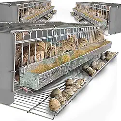 Kit 3 Gaiola Codorna Viveiro Poedeira Total 45 Aves Postura