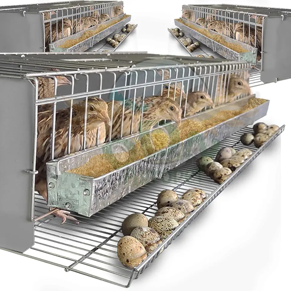 Kit 3 Gaiola Codorna Viveiro Poedeira Total 45 Aves Postura