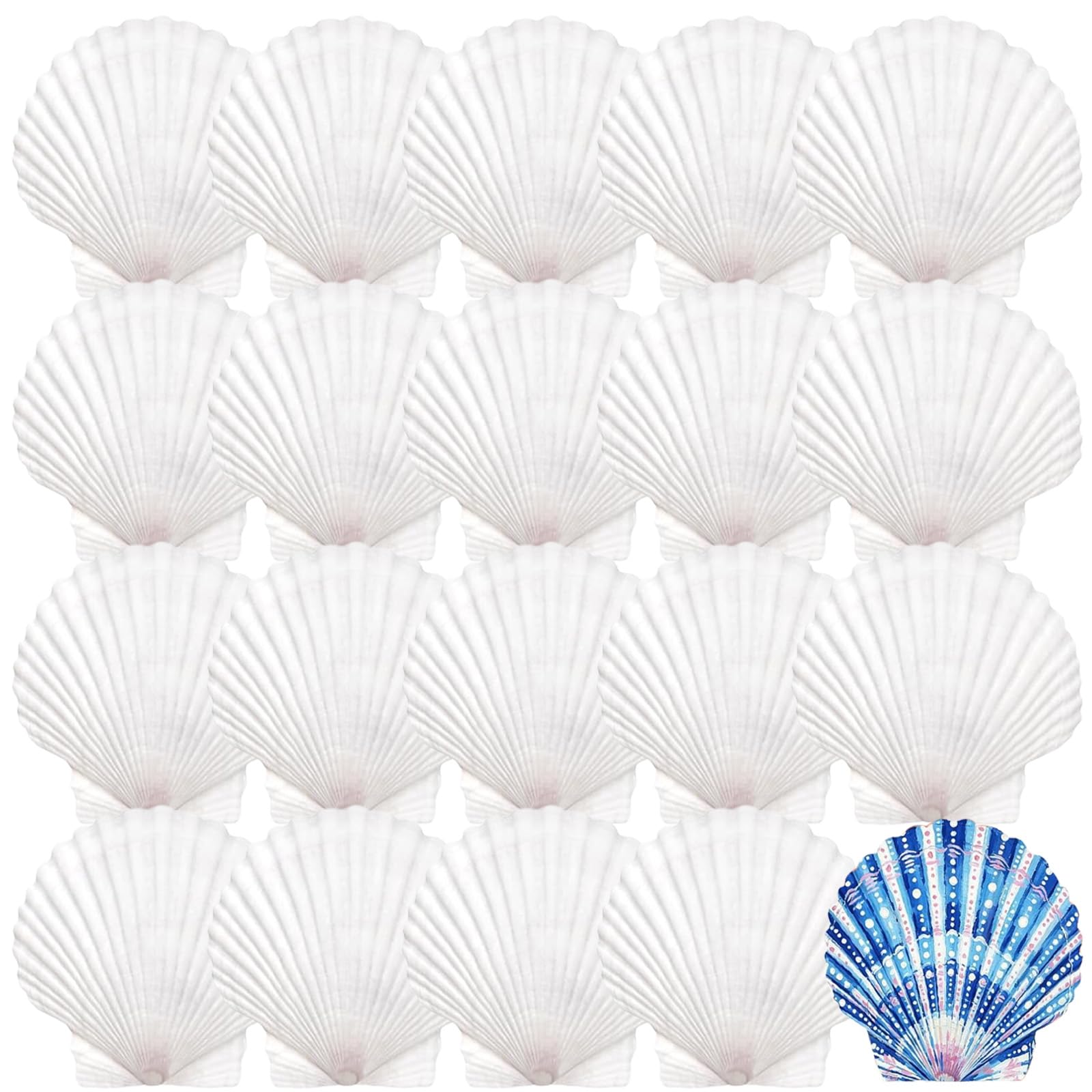 Zeiwohndc B 20Pcs Unfinished Natural White Seashells Paintable Natural White Shells For School Art Craft Project Cake Aking Decoration Painting Supplies Casings
