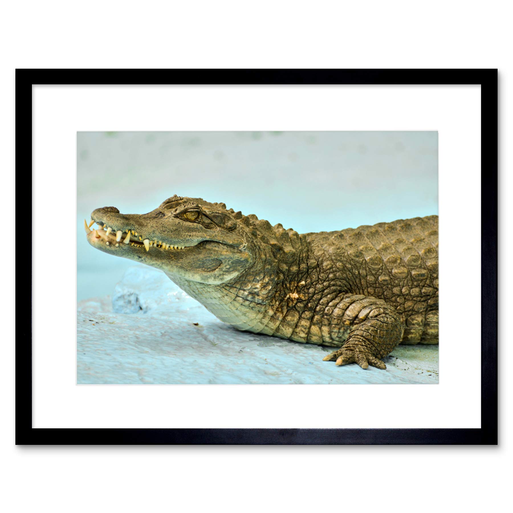 Wee Blue Coo Caiman Crocodile Animal Reptile Art Picture Framed Wall Art Print