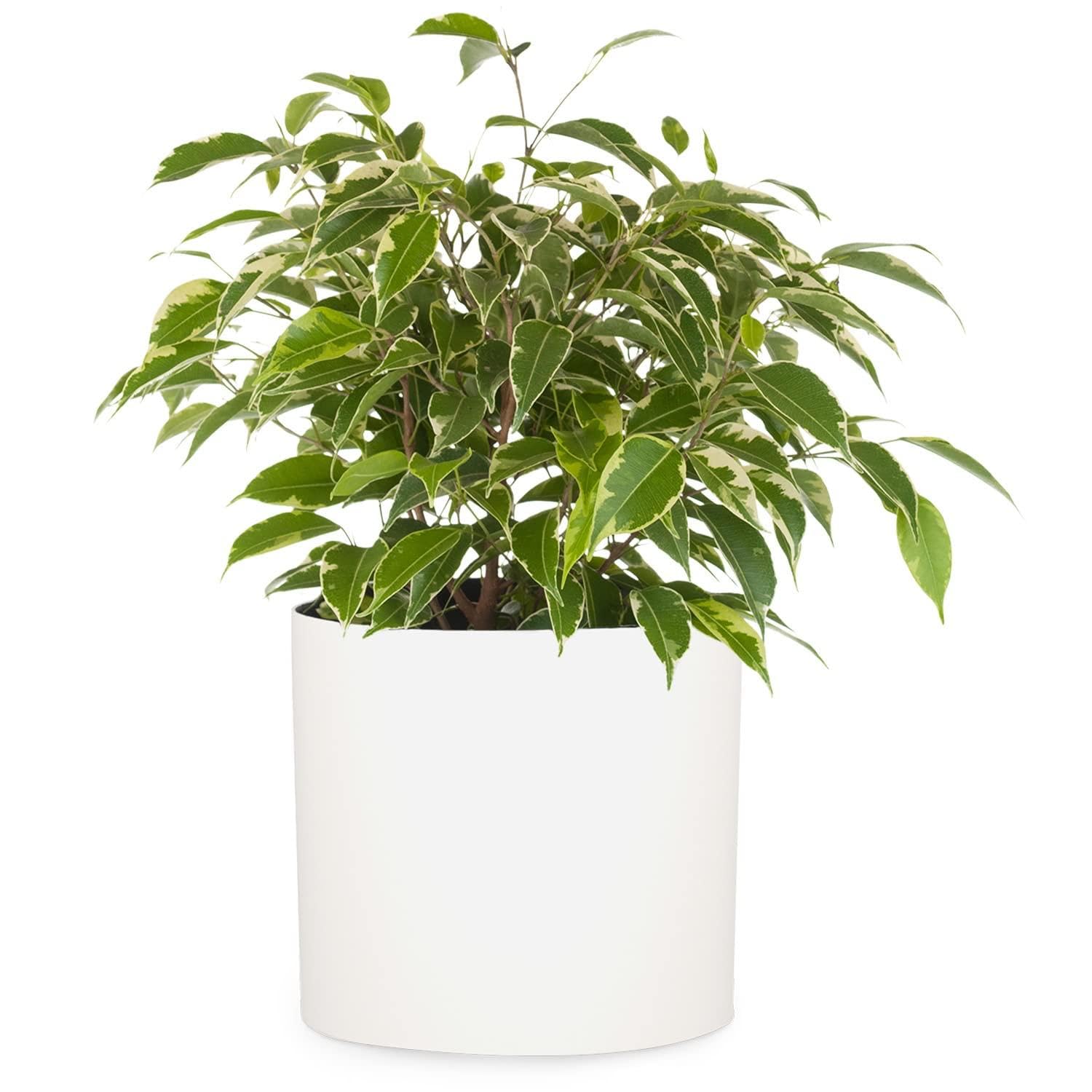Fox & Fern Vasi da Esterno, Vasi per Piante da Esterno e Interno, Resistenti a Raggi UV e Gelo, Vaso Grande da Interno con Tappo di Scarico, Fioriera da in Polystone, Vaso da Singolo