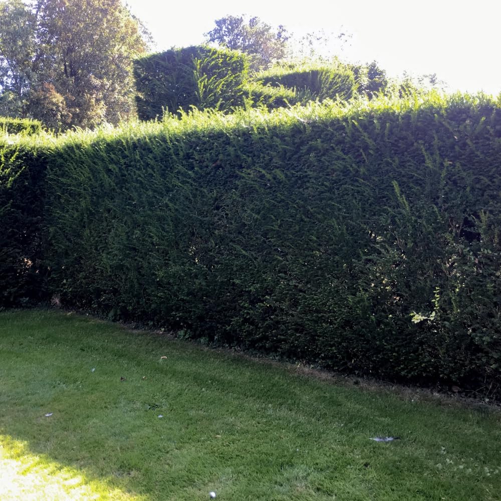 Taxus baccata English Yew Tree - Evergreen, Hardy, RHS Award-Winning Hedge Plant, Ideal for Formal Hedges and Backdrops, Tolerant to Dry Soils - 1x 100/125 rootball by Thompson & Morgan