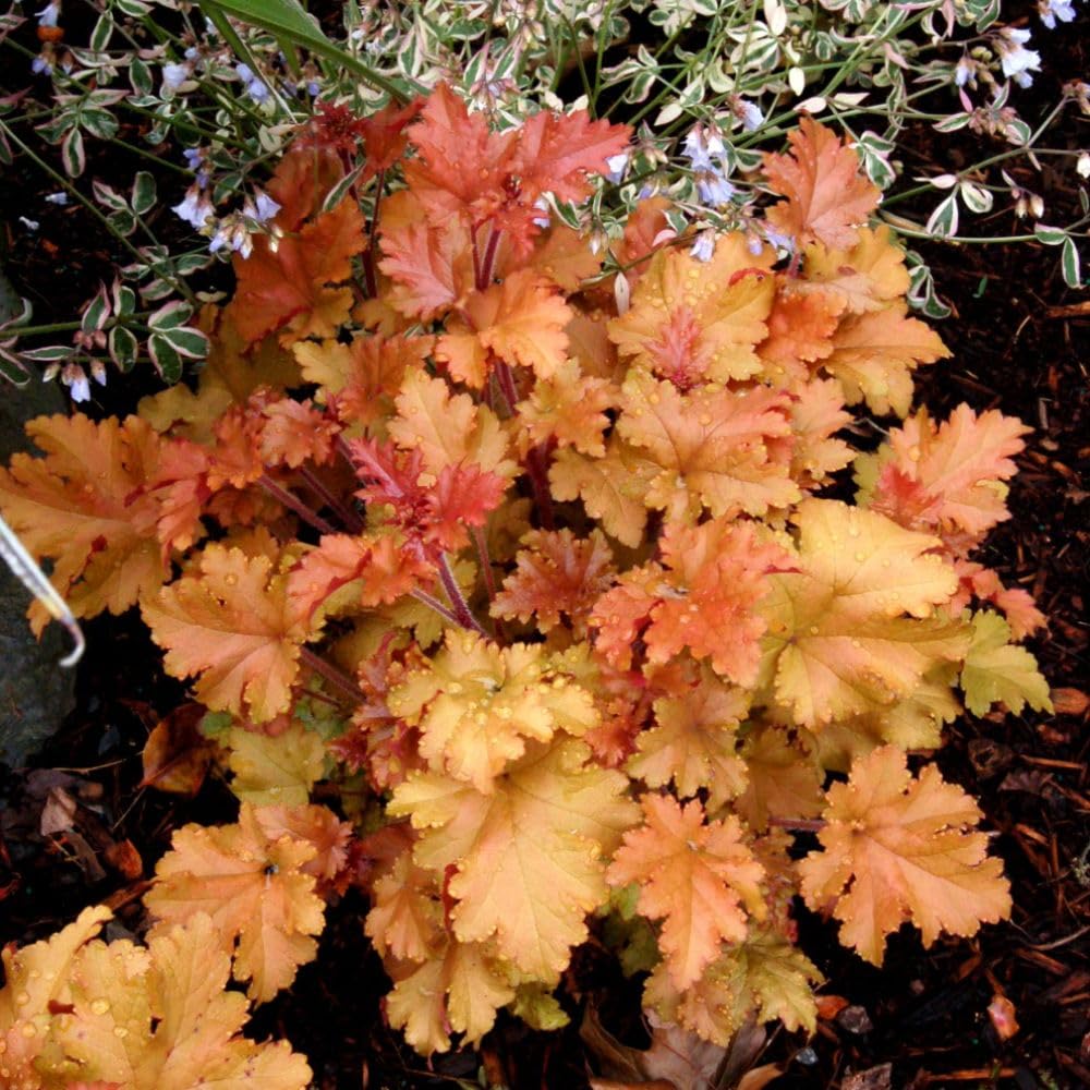 Heuchera 'Mosaic' Coral Bells - Colourful Foliage, Hardy Perennial for Ground Cover and Borders – 1x 2 Litre Potted Plant by Thompson & Morgan