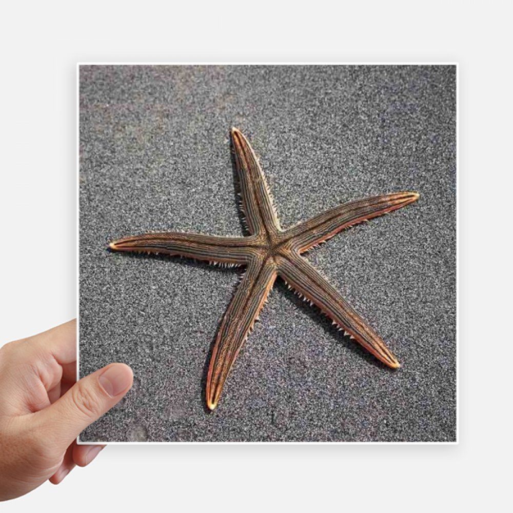 Stickers de estrellas de mar grises de 20cm decorativos para pared y maleta pack de 4