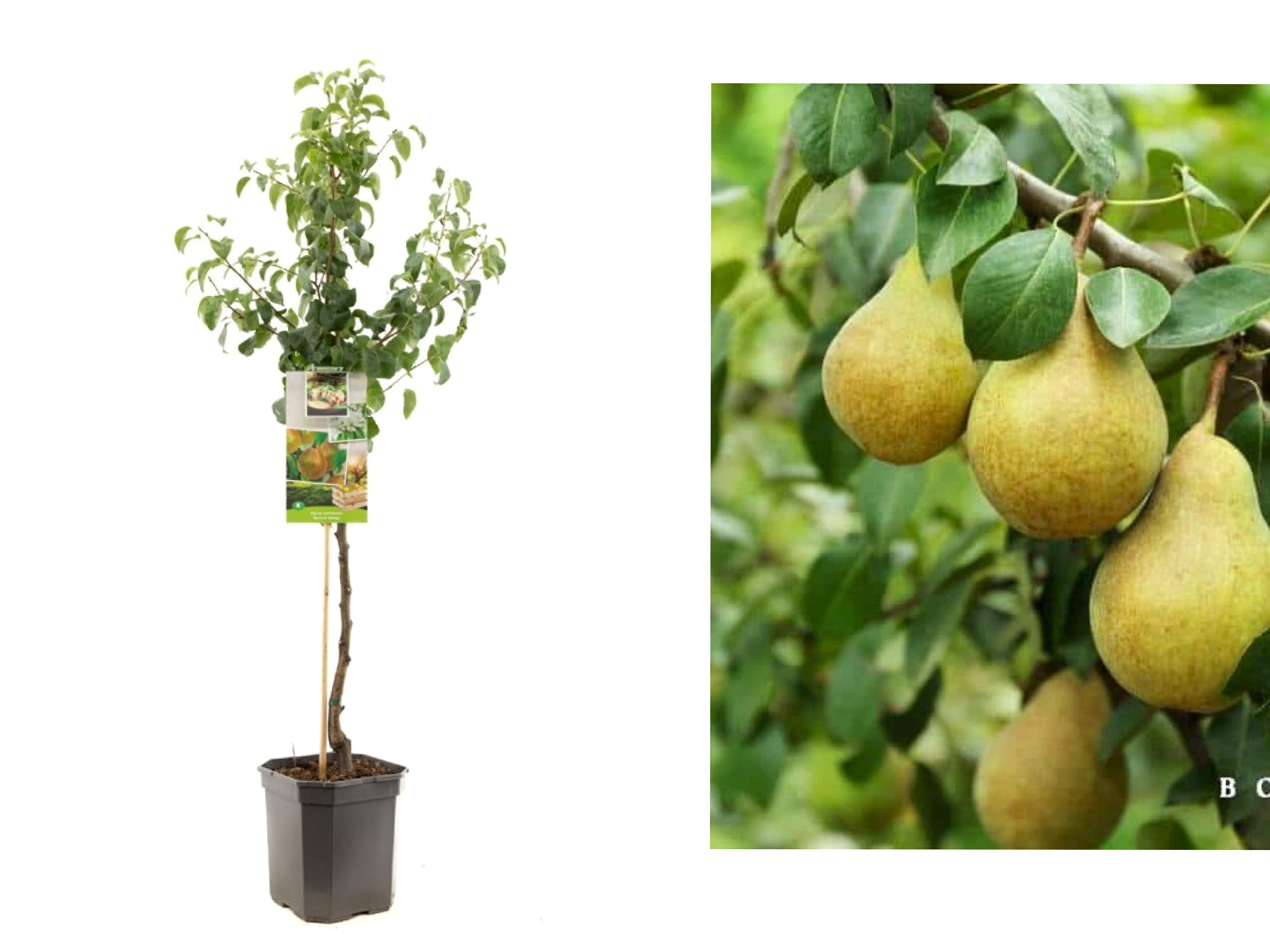 Beurre Hardy Pear Tree - Potted Tree 4-5ft Tall in 18cm Pot - Self-Fertile pear varietiy - Winter Hardy Fruiting Tree