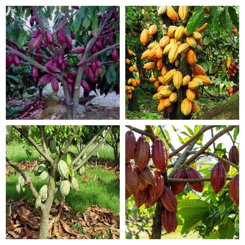 See full amazon price history chart for Guruji plantion Combo Pack of 4 Rare Chocolate Theobroma Cacao Cocoa Plant, Tropical Fruit, 4 Live Plants, Healthy Plant Guruji plantion Combo Pack of 4 Rare Chocolate Theobroma Cacao Cocoa Plant, Tropical Fruit, 4 Live Plants, Healthy Plant (B0D7QLQ9R7) Amazon Price History, Amazon Price Tracker