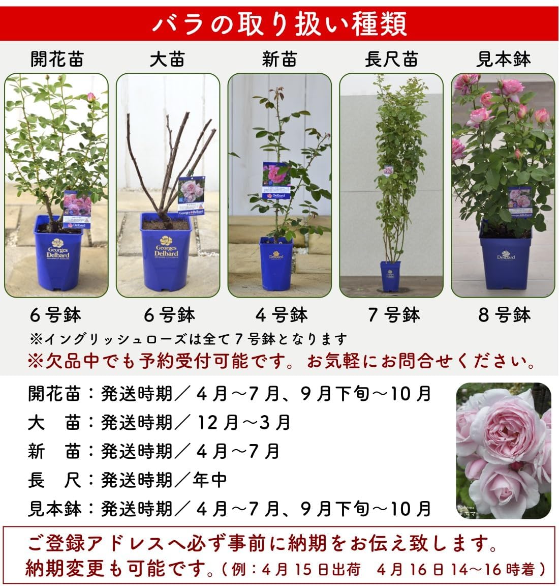 Amazon.co.jp: [ パニエ 新苗4号鉢 ] バラ苗 鉢植え 薔薇 ばら : DIY
