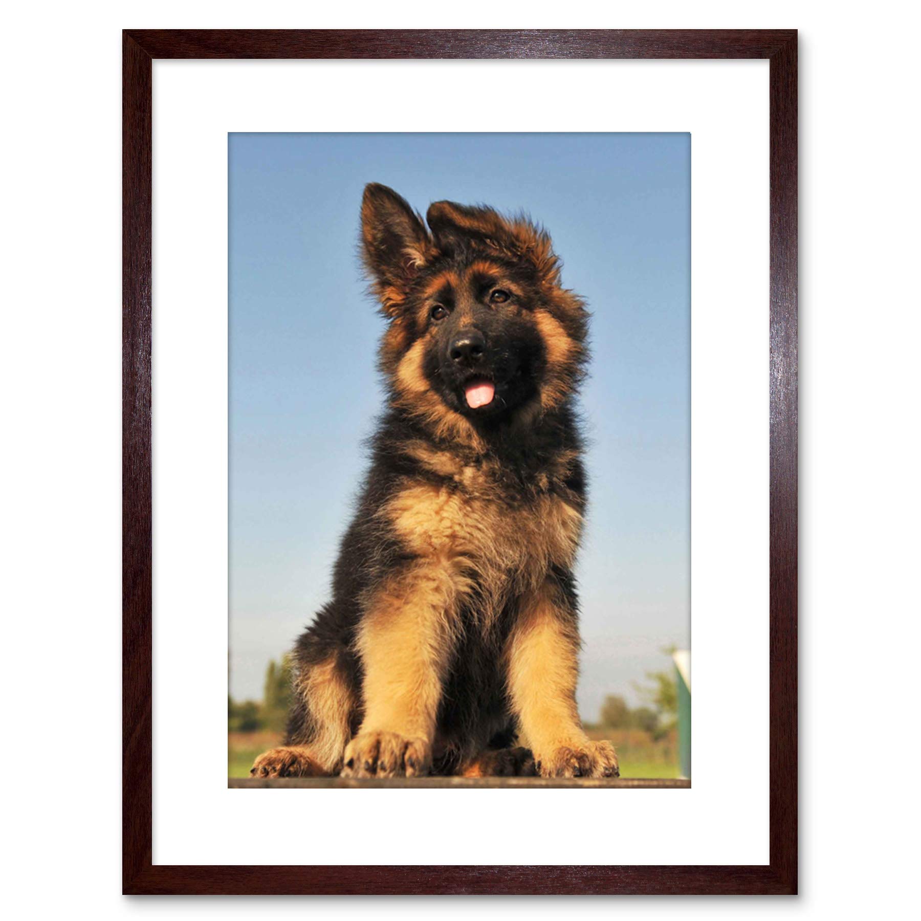 Wee Blue Coo Puppy German Shepherd Alsatian Picture Photo Framed Wall Art Print