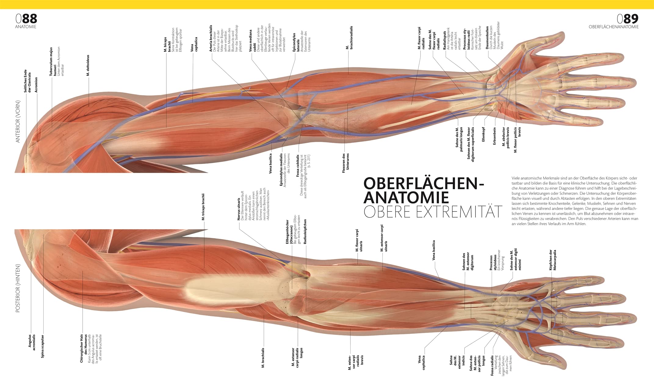 Anatomie und Physiologie: Die große Bild-Enzyklopädie mit über 2000 Abbildungen