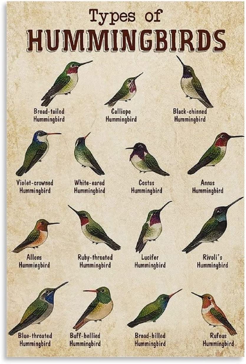 rayprint Hummingbird Metal Tin Signs Types Of Hummingbirds Posters Farm Knowledge Plaque Decoration Home Room Garden Wall Decor 8x12 Inches