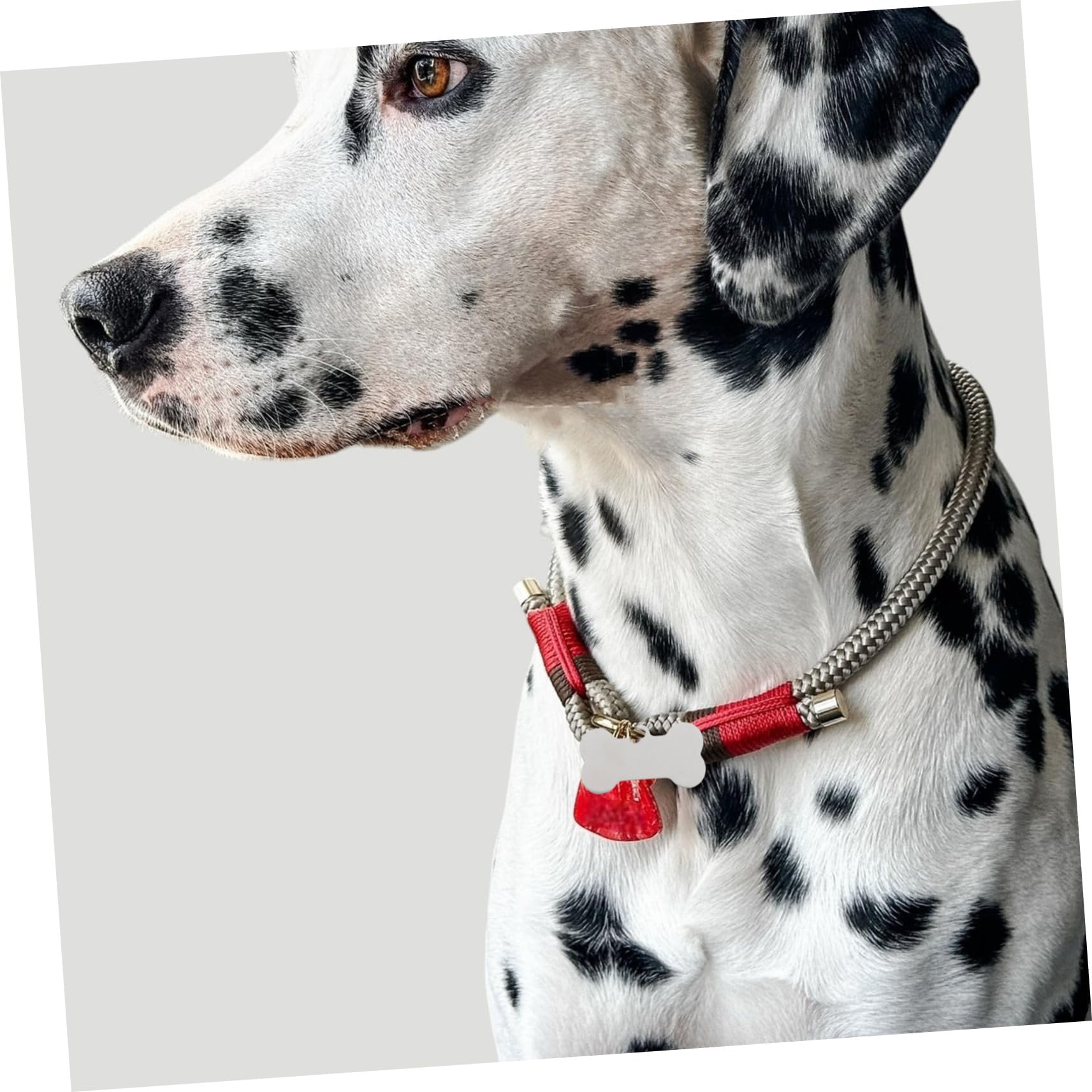 LALAFINA 25pezzi Targhette Identificative Per Animali in Inossidabile Incisibili Per e Resistenti Marcatori Per Animali Domestici