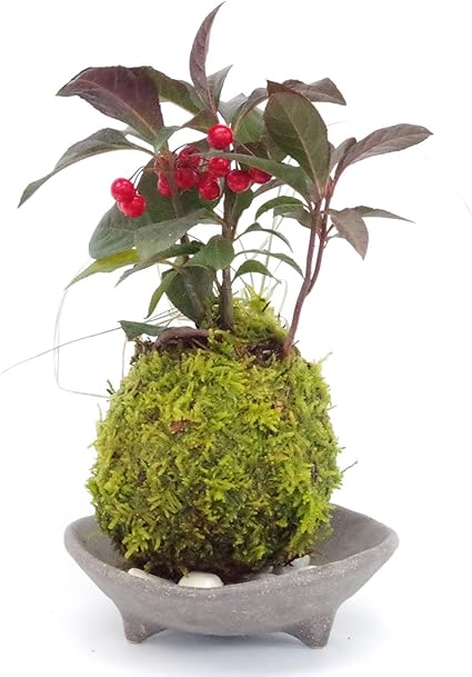 Amazon 縁起のいい植物として知られるヤブコウジを苔玉に ヤブコウジ 十両 と斑入り竜のひげ 三つ足灰器 敷石セット 敷石の色 黒石 Nicogusa 観葉植物 通販