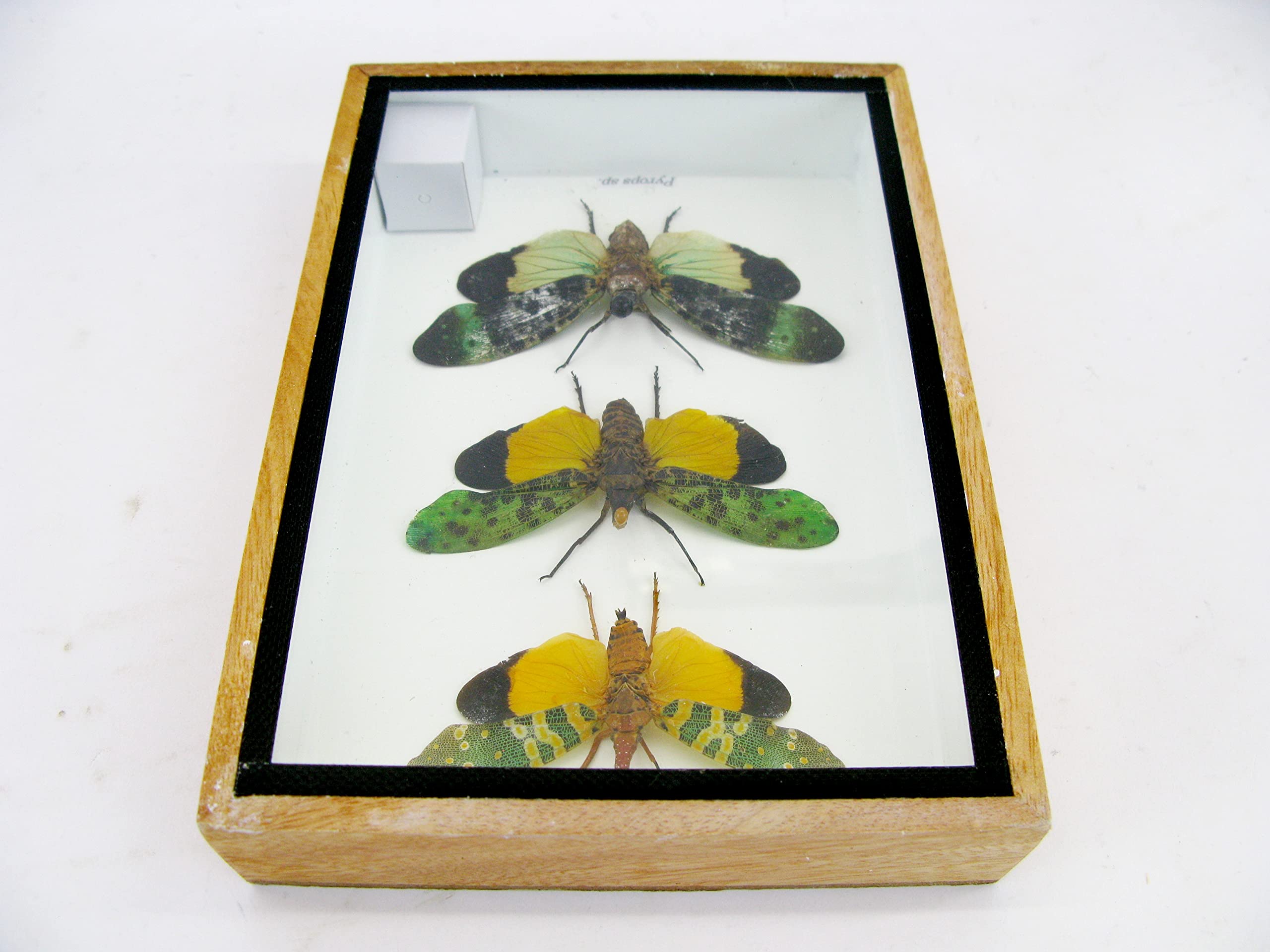 asiahouse24 Echte wunderschöne Insekten im 3D Schaukasten - gerahmtes Wandbild - Taxidermie - Entomologie - (3x Zana nobilas - Pyrops sp.)