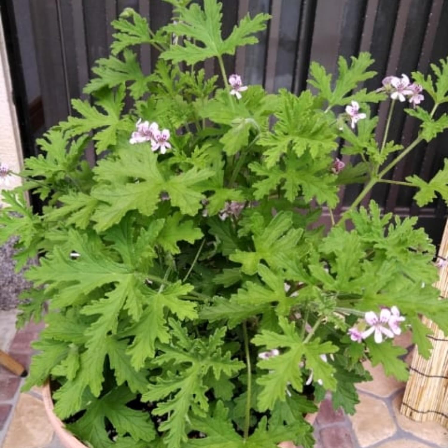 plants to attract money Buy Top 5 Plants to Attract Money online from Nurserylive at lowest price