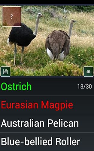 Pássaro espécie Trivia Quiz