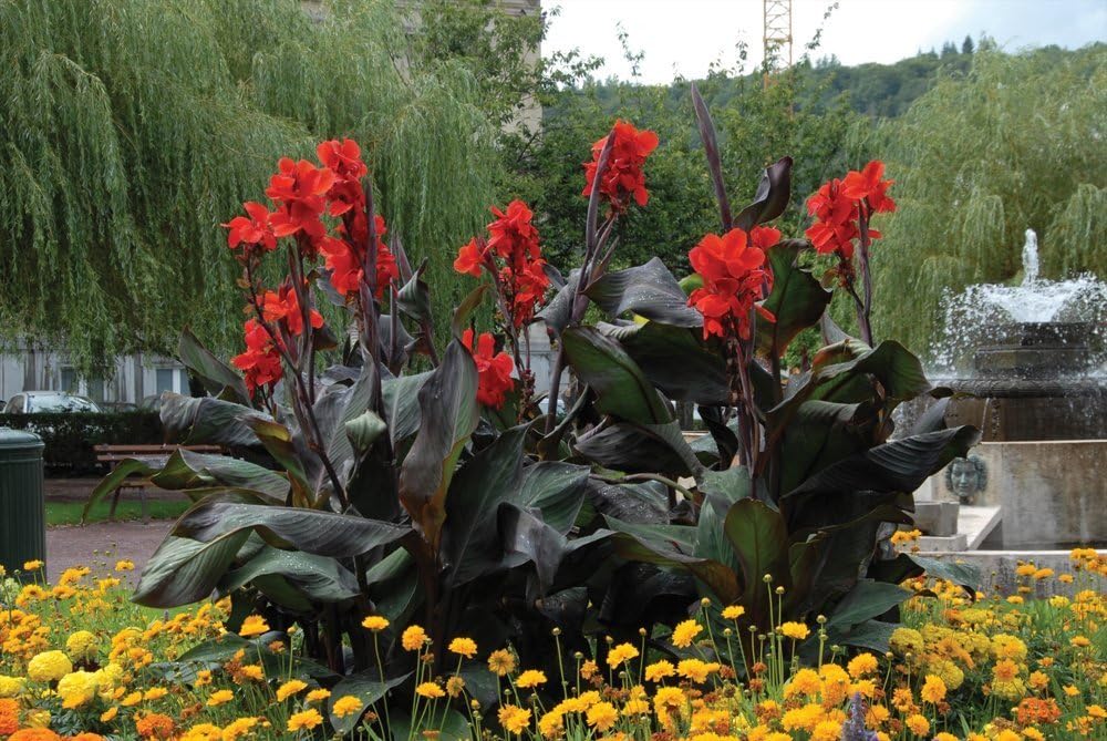 Giant Black Knight Cannas Bulbs (Set of 3), Blackish