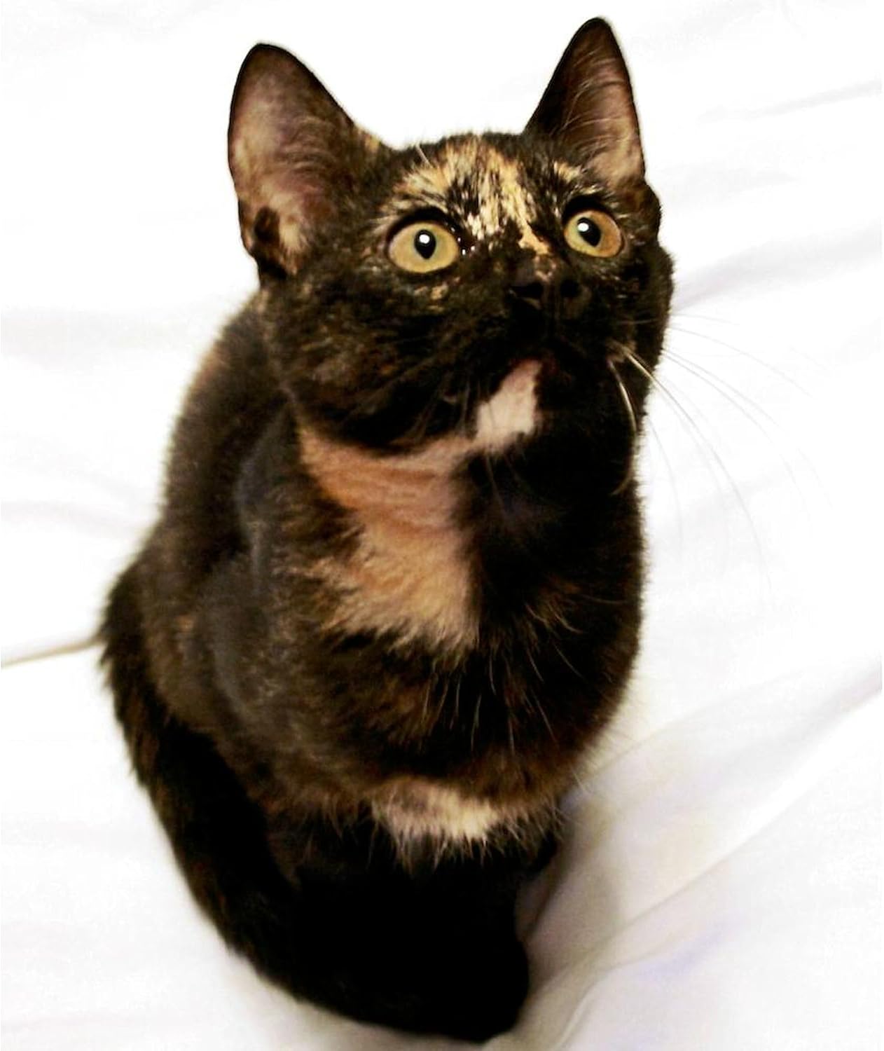 CafePress Tortie Throw Blanket Super Soft Fleece Plush Throw Blanket, 60"x50"