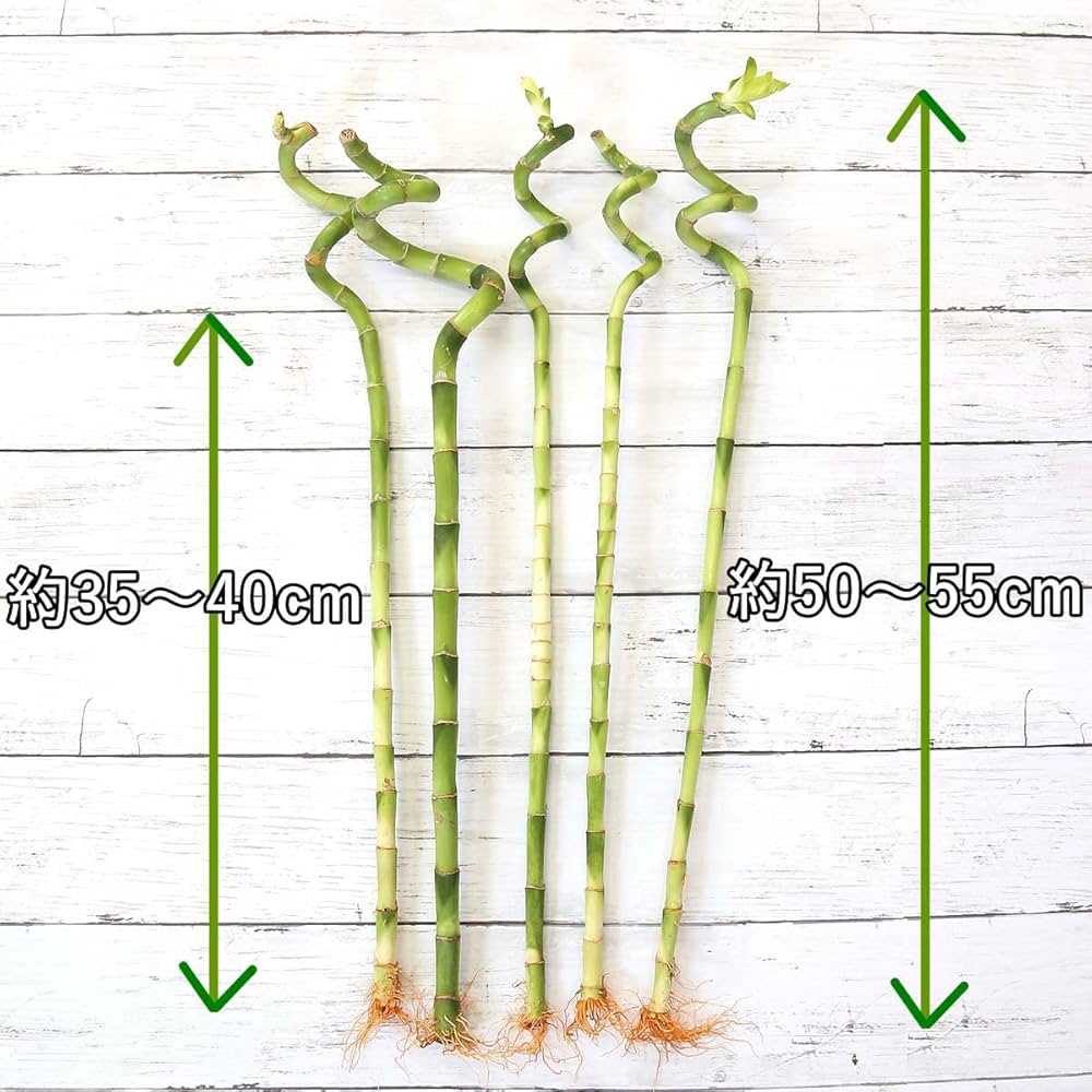 Amazon｜【ブルーミングスケープ】土を使わない観葉植物 開運竹