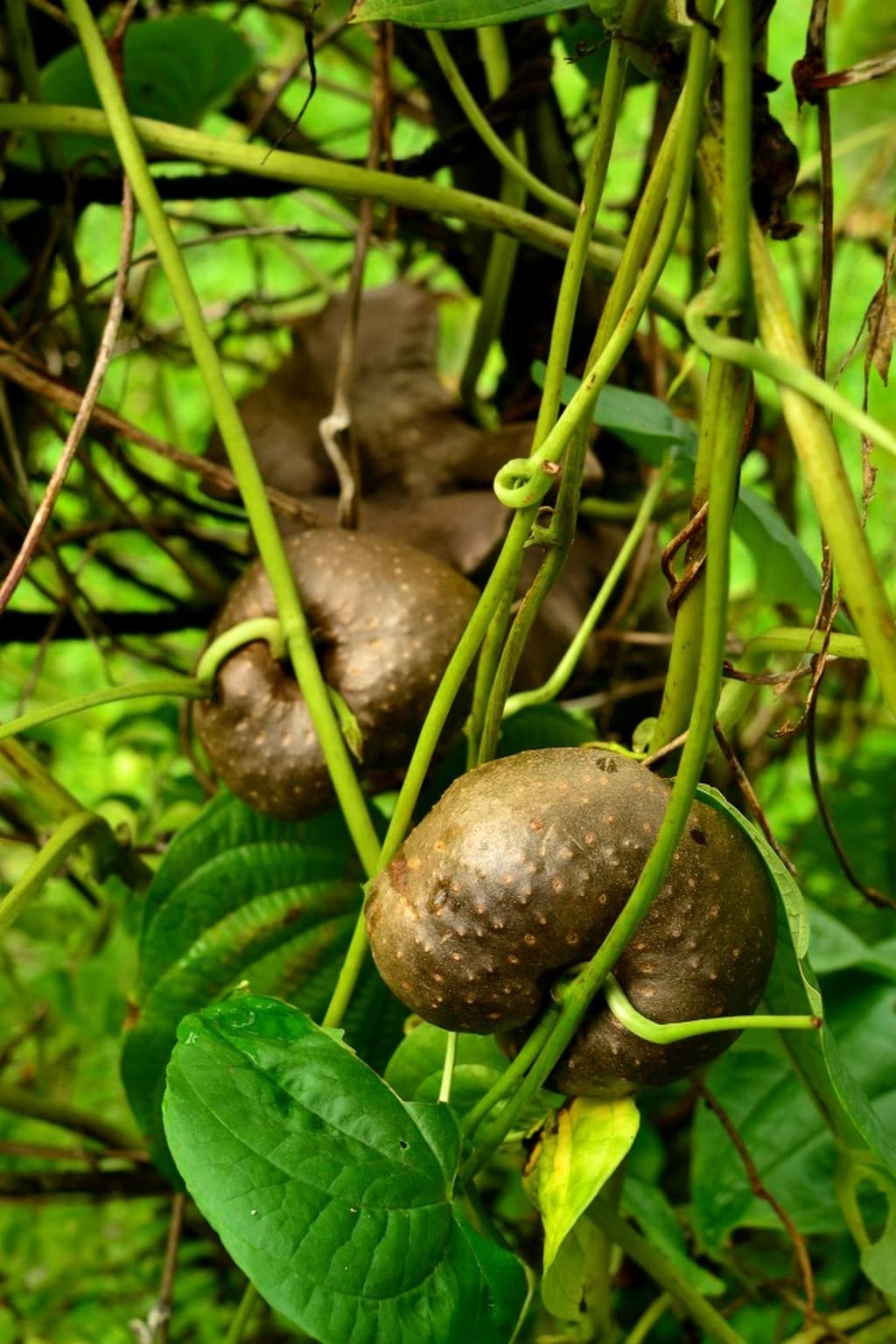Creative Farmer അടതാപ്പ് | Air Potato Dioscorea Bulbifera Vine Plant 2 Tuber For Growing (Healthy Live Plant) (B09SCR625Q) Amazon Price History, Amazon Price Tracker