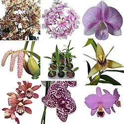 Kit 6 Orquideas Variadas Flores Planta Exótica Mudas Rara Vaso Pote 7 Plantas Cores Flor Decorativa