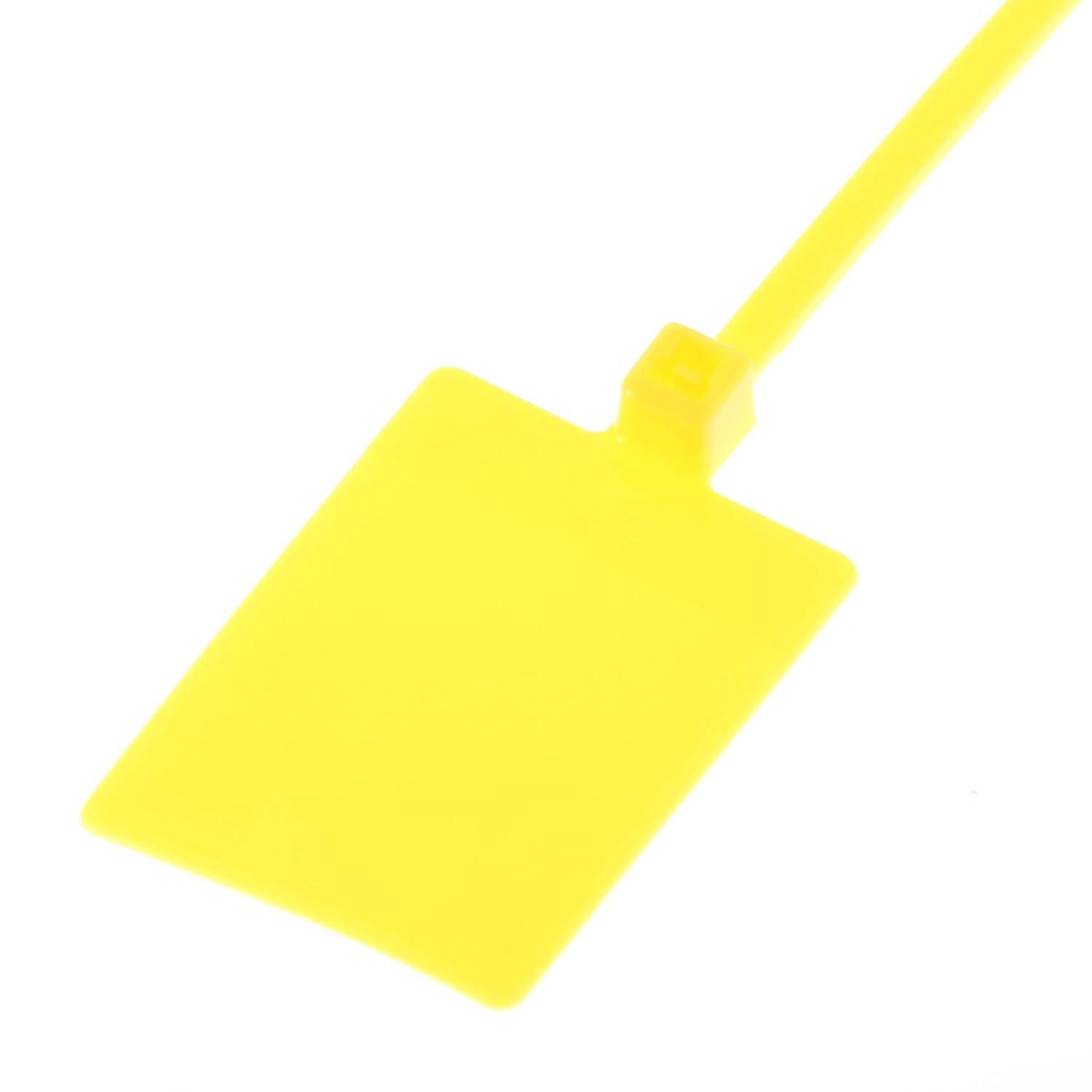 繊細な樹形と優しい枝葉 山採り ヤブツバキ 661 樹高1.5m位 薮椿 藪椿 繊細な樹形と優しい枝葉 山採り ヤブツバキ 661 樹高1.5m位 薮椿 藪椿