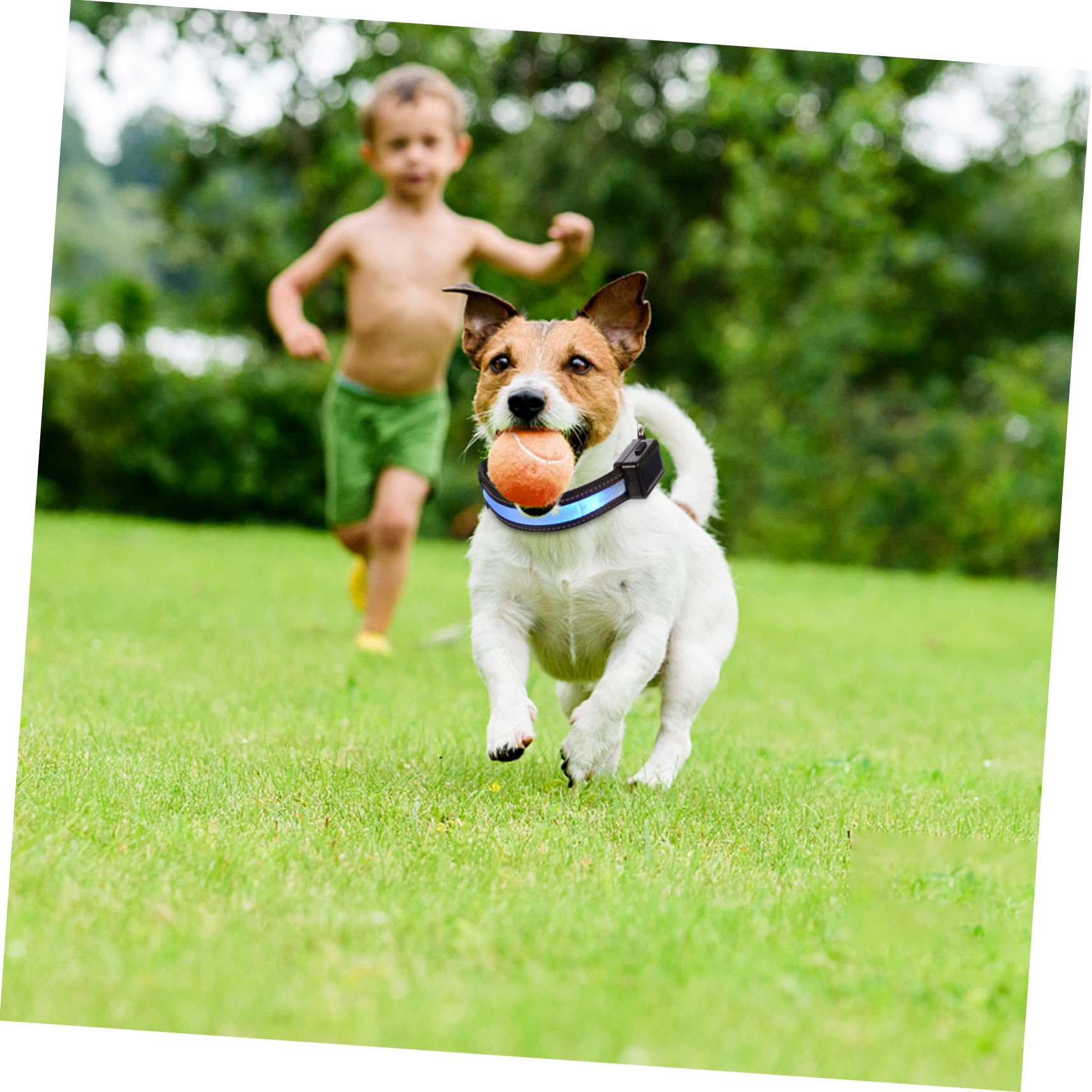 FRCOLOR 3 Juegos Collar De Brillo para Mascotas Collar De Perro Recargable USB Nuevos para El Hogar Brillante Pequeño Perro De Luz Led Plástico Dirigió Cuello
