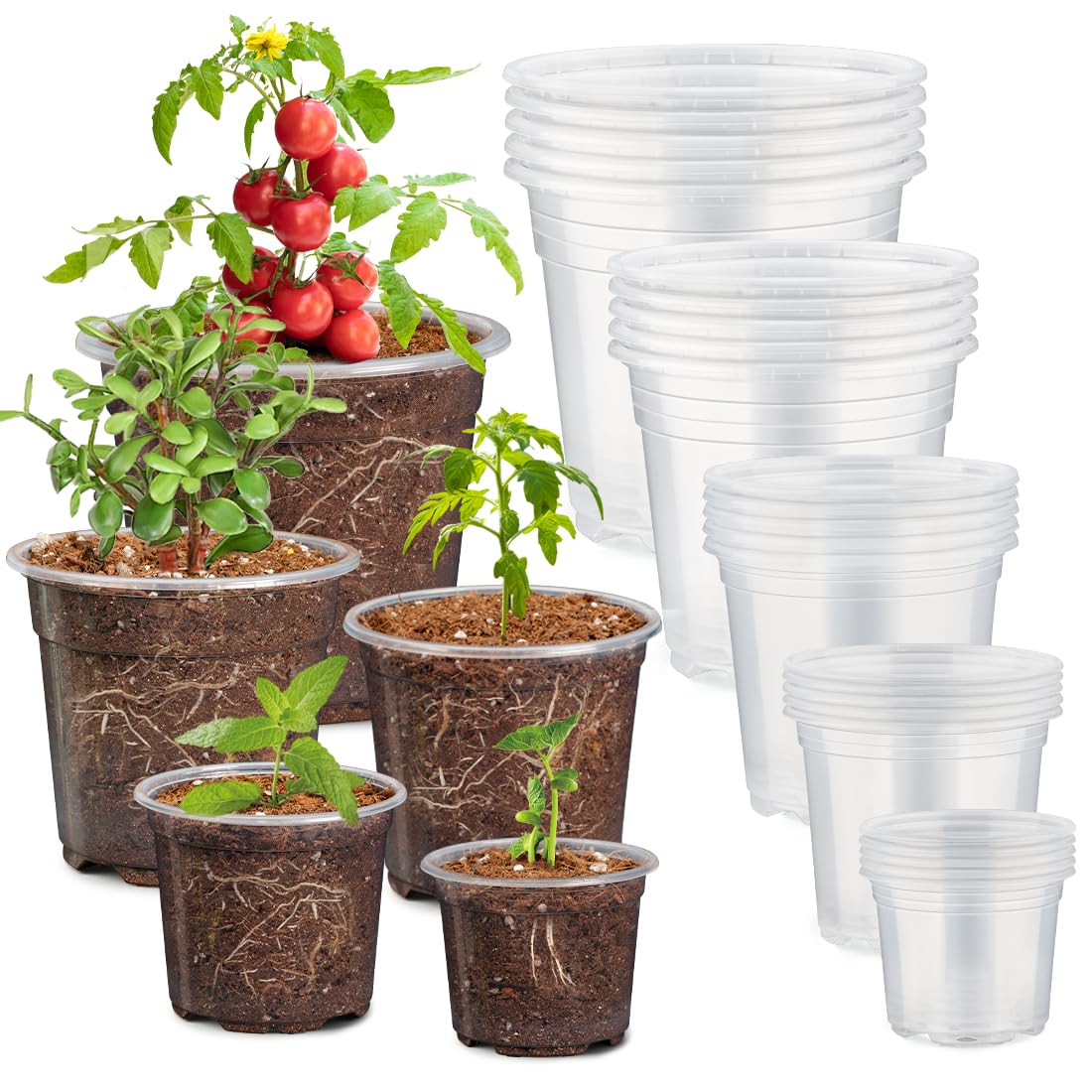 RooTrimmer 30 Pack Clear Nursery Pots