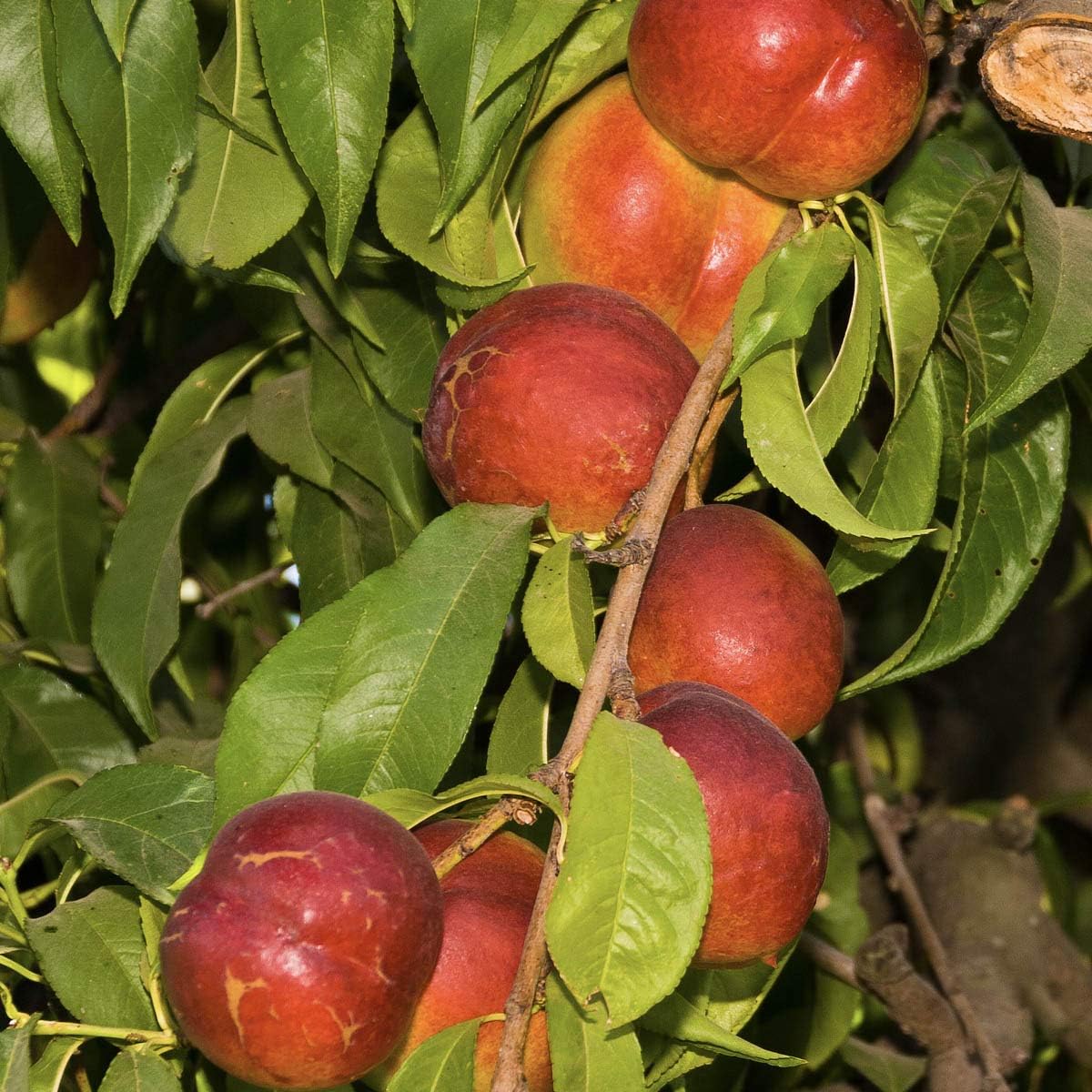 Fantasia Freestone Nectarine Standard Fruit Tree - includes one bare root Standard Fruit Tree per offer - Due to state regulations can't ship to AL, AR, CA, CO, ID, LA, MS, OR, and WA.