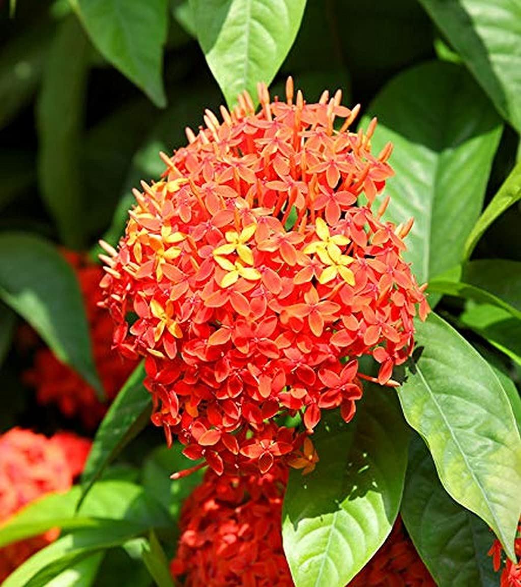 See full amazon price history chart for Creative Farmer Saraca Asoca Sita Ashok Ashoka Tree - Plant Herb Sita_Ashoka (Healthy Live Plant) Creative Farmer Saraca Asoca Sita Ashok Ashoka Tree - Plant Herb Sita_Ashoka (Healthy Live Plant) (B09HCRCBF5) Amazon Price History, Amazon Price Tracker