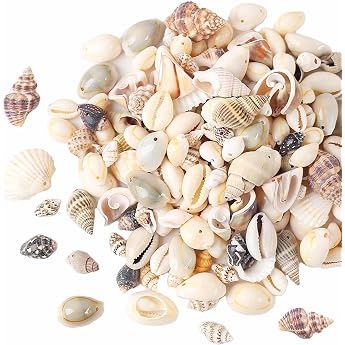 Shells with Holes Perfect for Crafts Decoration or Jewellery Making Mix