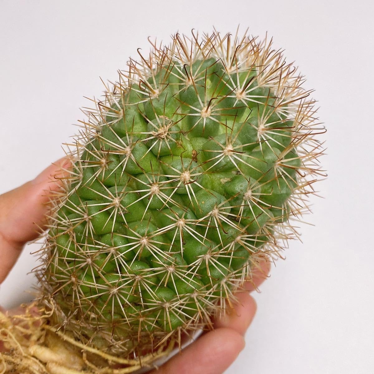 Amazon.co.jp: 大株多肉植物 サボテン マミラリア 蓬莱宮 実生