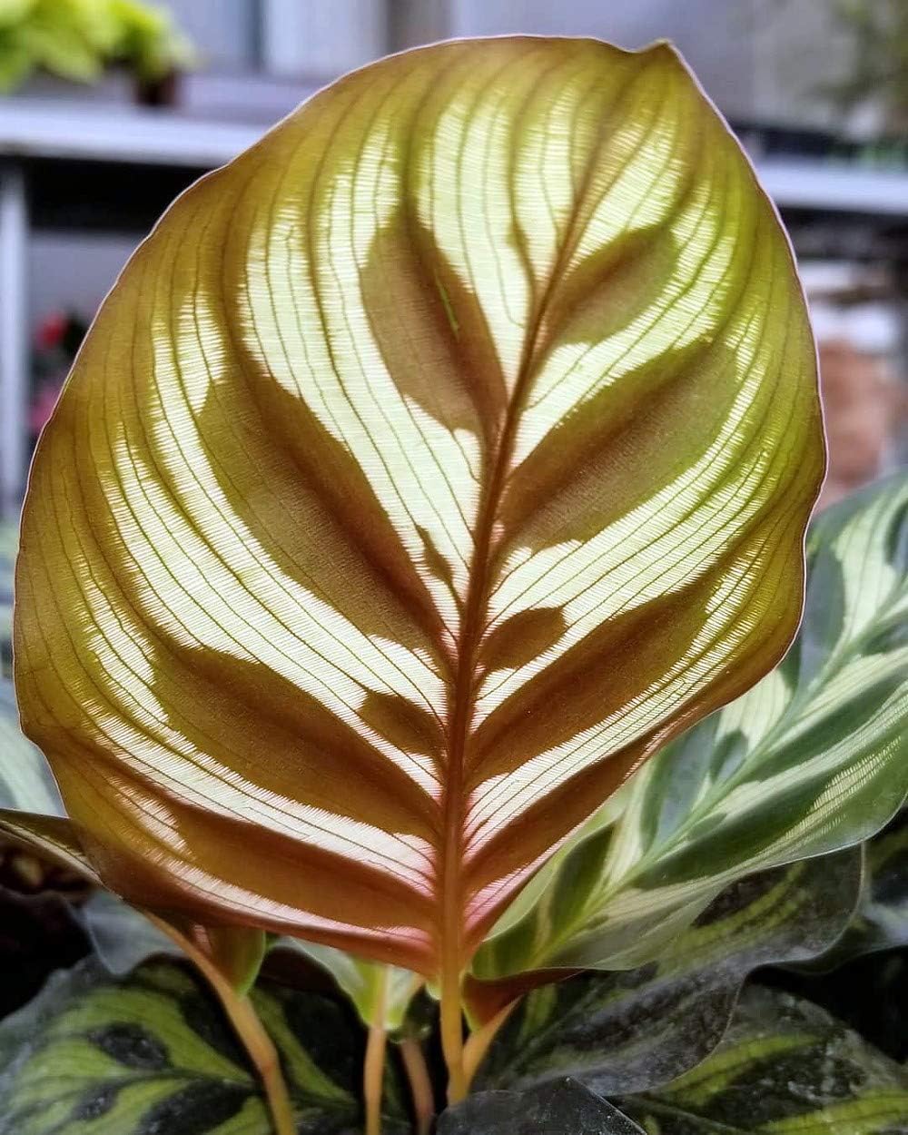 Sale -Peacock Plant - Cathedral Windows - Calathea makoyana - Easy House Plant -4" Pot
