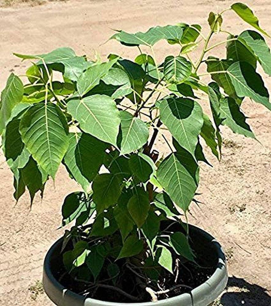 LIVE GREEN Flower Plant Seeds | Thespesia Populnea/Portia Tree/Paras Peepal Plant Seeds for Garden (Pack of 10 Seeds) (LG-SEEDS-193)