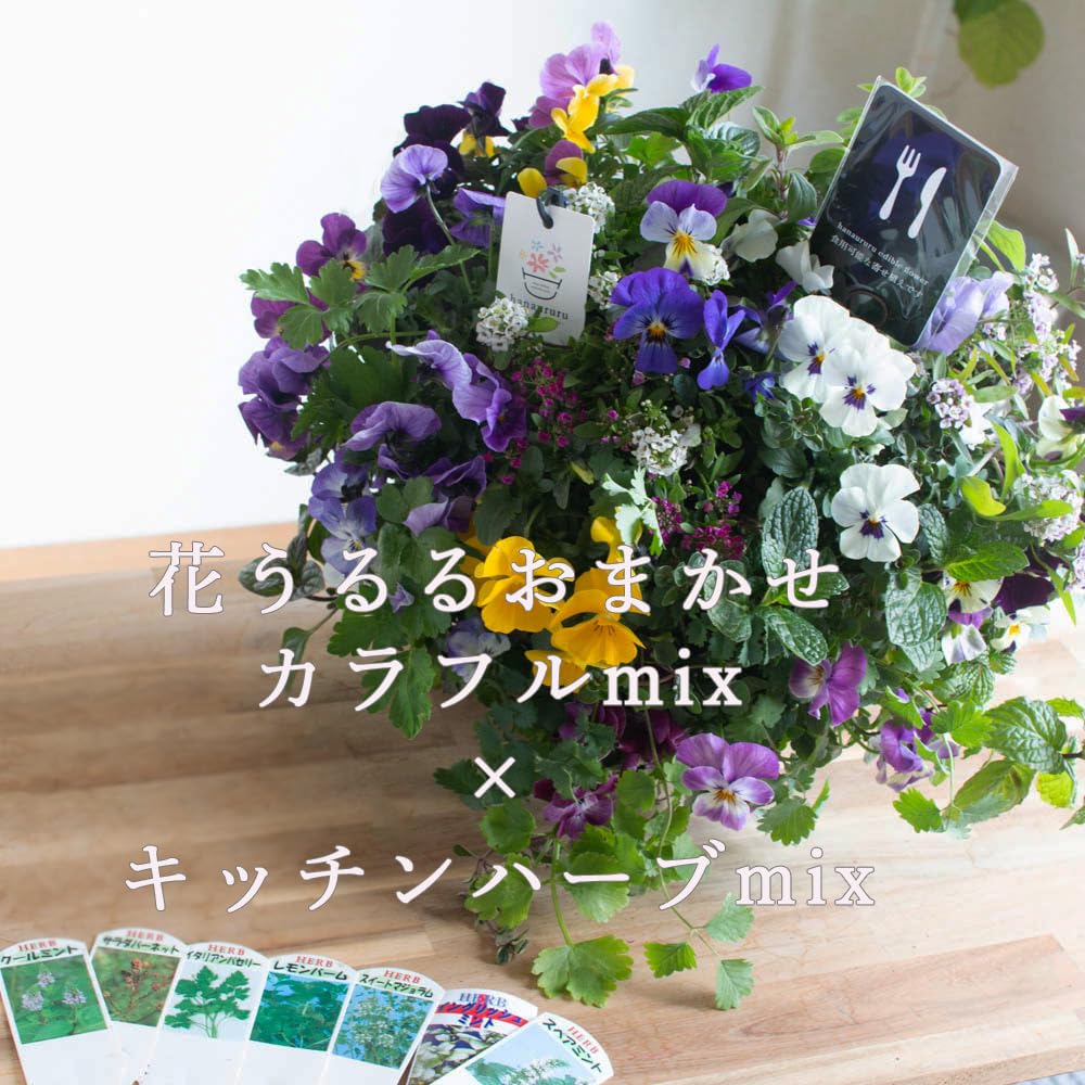 Amazon.co.jp: ＼食べれる寄せ植え／エディブルフラワー[ビオラと