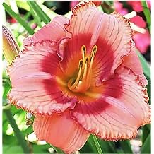 Strawberry Candy Re-Blooming Daylily - Bare Root Plant, Hardy Perennial for Zone 3, Pink and Red Blooms, Low Maintenance, Ideal for Full Sun or Partial Shade, Perfect for Garden Borders & Landscapes