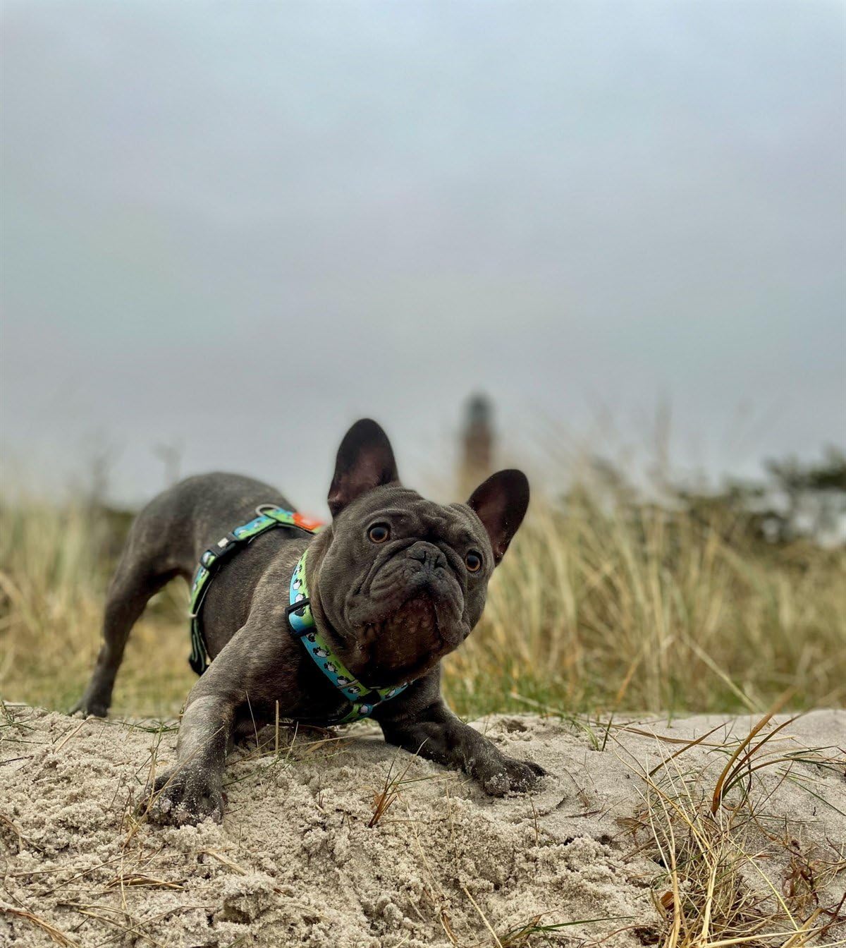 Image secondaire de Harnais en H Max & Molly pour Chien - Mouton Noir Taille L