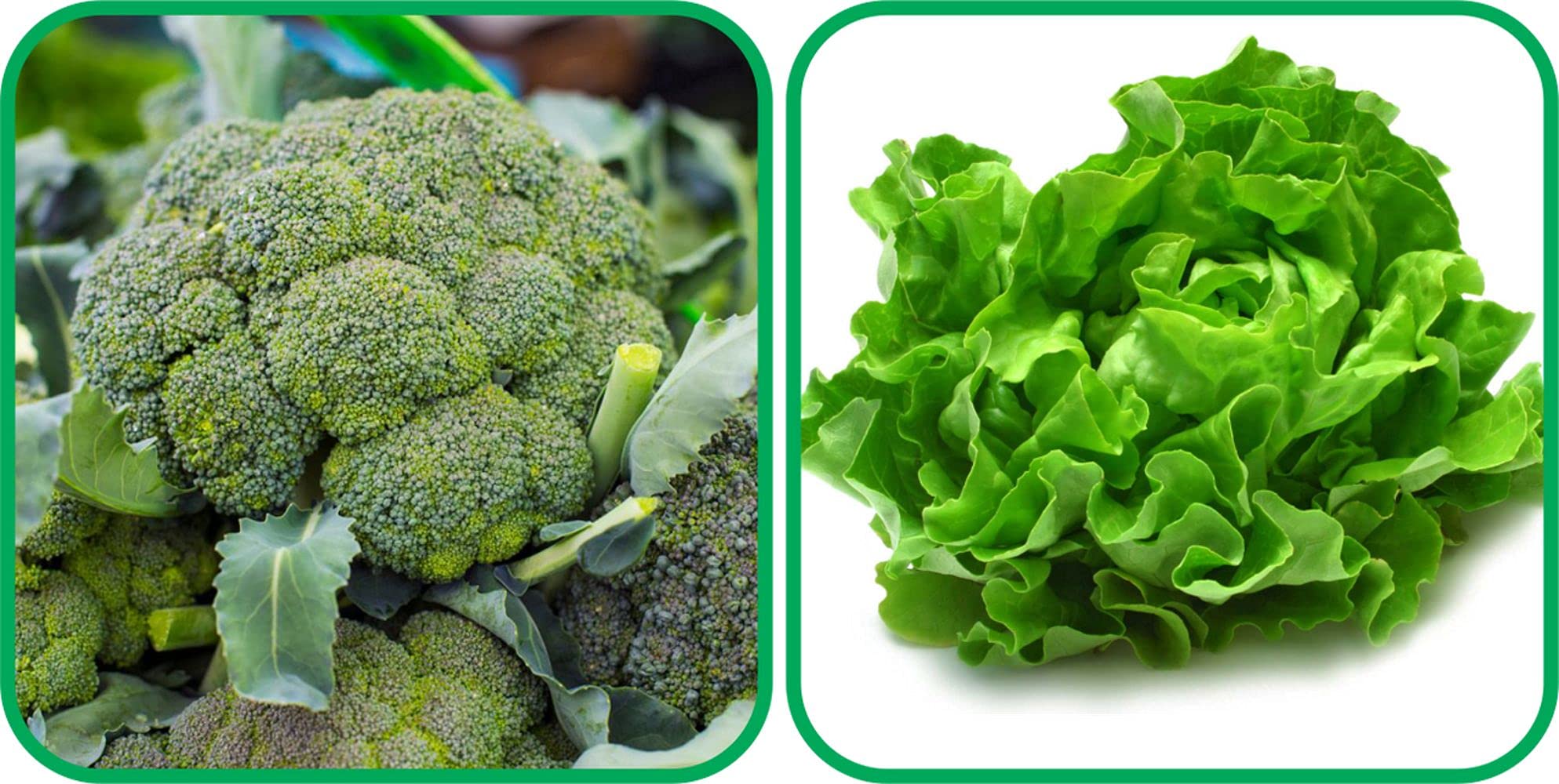 Aero Seeds Lettuce (100 Seeds) And Broccoli (50 Seeds) Vegetable Seeds Pack (B0989YFW68) Amazon Price History, Amazon Price Tracker
