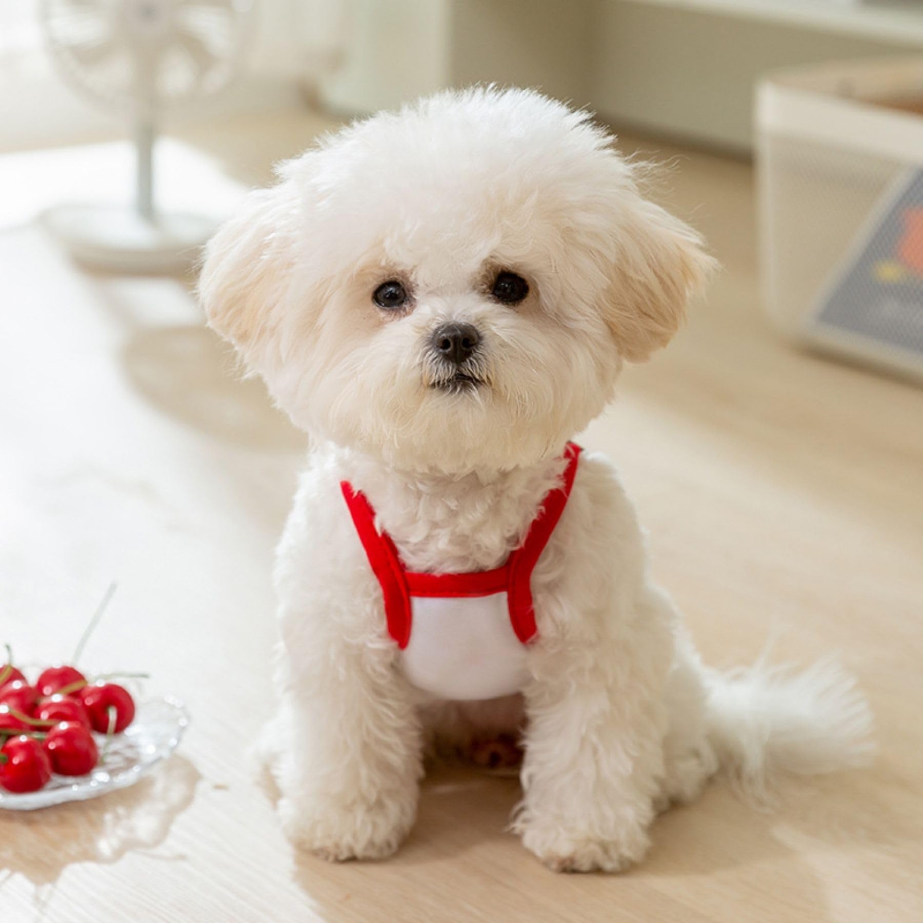 Sommer T-Shirt Für Hunde – Weich, Atmungsaktiv, Für Kleine & Mittelgroße Hunde